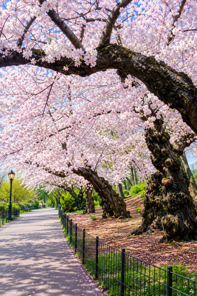 Vibrant Yoshino cherry blossom trees line a Central Park pathway, with pale pink flowers covering dark branches, creating a lush spring canopy and scenic natural atmosphere for visitors and photography.