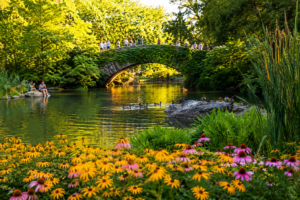 Gapstow Bridge arches over The Pond in Central Park, surrounded by lush greenery, colorful flowers, calm water, ducks, and visitors enjoying the historic stone landmark.