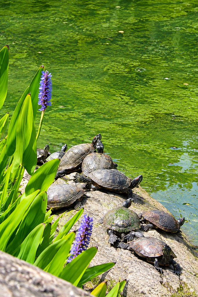 Several turtles bask on a sunlit rock beside green algae-covered pond water, surrounded by lush aquatic leaves and purple flowers in a peaceful natural setting under bright summer daylight conditions.